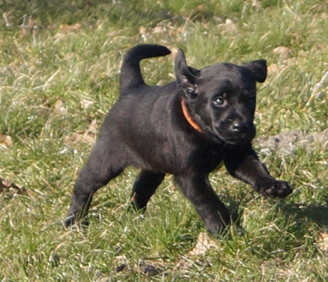 R-Kull 6 weeks